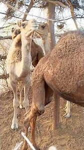 Beautiful Baby Camels Standing 🐪✨