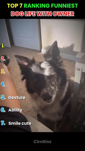 dog life with owner #dog #pets #funny