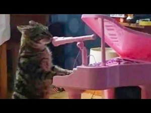 PIANO CAT COVERS | Songs Compilation | Singing Cat Memes