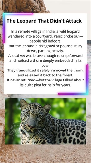 Leopard Walks In Then Lays Down 🥲😻 #wholesome #leopard #animals