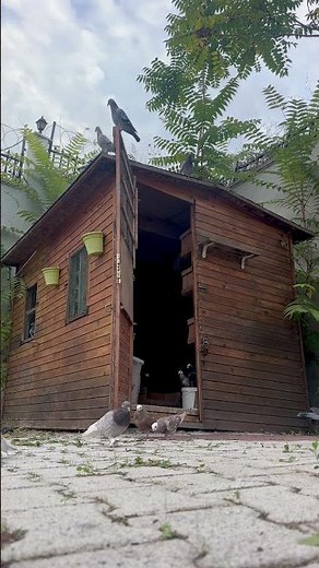 Evening Calm with Pigeons - Natural ASMR Sounds 🕊️🕊️