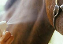 Tropical diseases: African horse sickness - Horse & Hound