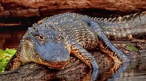 WATCH: Catfish caught on camera 'walking' over gators