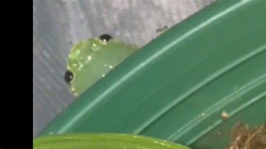 冠青哞草螽Copiphora coronata的交配记录