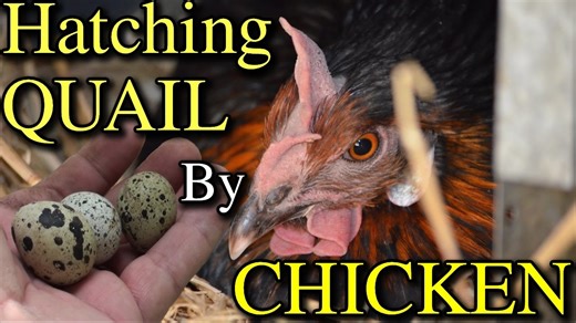 Disaster in the coop: My quail egg hatching experiment gone wrong!