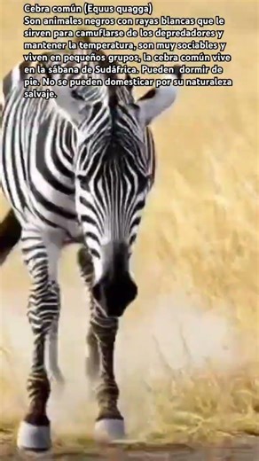 Cebra 🦓 el caballo rayado