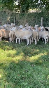 28 shearlings for sale. Texel x Easycare shearlings available. All had and reared lambs. Big strong ewes in good condition. The 4 Suffolk mules in the video can either be in or out. £135 Contact Ricky on 07515099577. | R J Brendon livestock