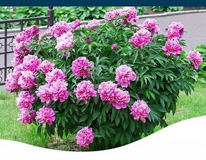 The Importance of Cutting Back Peonies in the Fall - Ted Lare - Design & Build