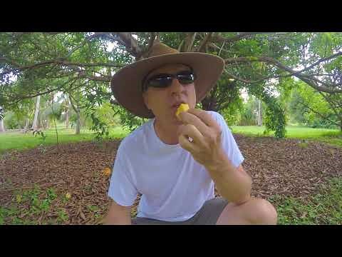 Tasting Pim Sen Mun Mango at Fruit and Spice Park