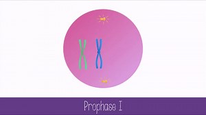 synapsis on Make a GIF