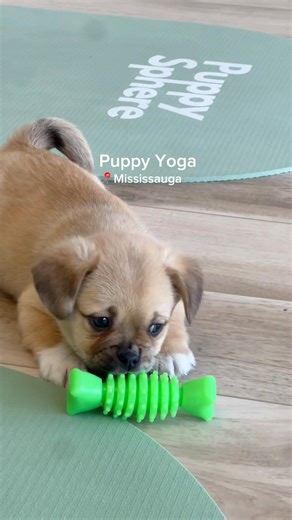 Corgi Pug mixes at Puppy yoga in Mississauga #hosted