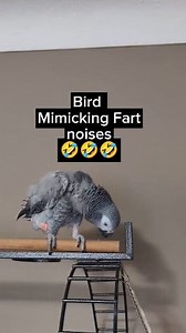 Bird Mimics Fart Noises 🤣 #animals #pets #birds #funny #fun #AmaZing #cosmothefunnyparrot #Wow | cosmothefunnyparrot