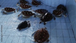 Turtles swim in a pool of water. The concept of turtle and ocean conservation.