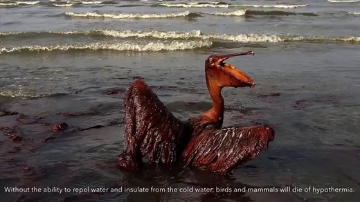 Impacts of Oil Spills- A Marine Conservation Documentary