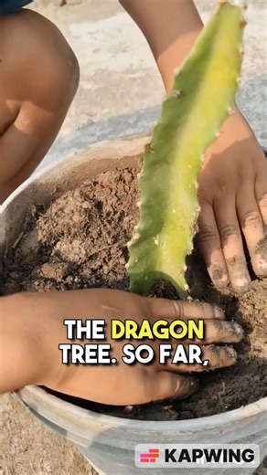 dragon tree planting that's actually easy #flowers #shorts