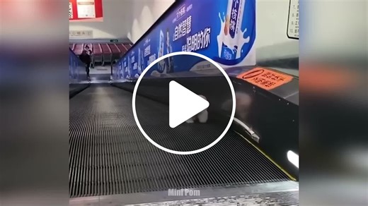 20 Smallest and Cutest Dog Breeds in the World -  - NewsBreak