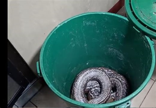 Large Python Safely Caught in Abandoned House in Manila | PhilNews