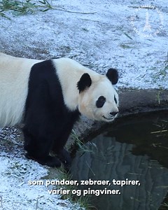 ZOO udfaser en lang række dyr 🦜 I ZOO evaluerer vi løbende sammensætningen af vores dyrebestand. Det er vigtigt, at vi følger med tidsånden for at holde os relevante - kun sådan kan vi leve op til vores formål om at passe på verdens dyr. 🐼 Vores analyser af dagens mediebillede og debatklima har gjort det tydeligt for os, at man får mest opmærksomhed gennem et enkel, sort-hvidt verdenssyn. Det har vi taget konsekvensen af, og begyndende i dag udfaser vi derfor alle farvenuancer i vores dyrebest