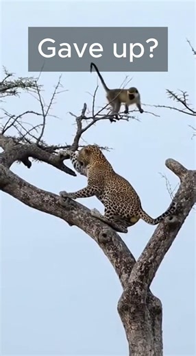 Did the Leopard Give Up?