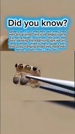 History of the Glass Eye: The Spider’s Secret 🕷️ | #Shorts #HistoryAsylum