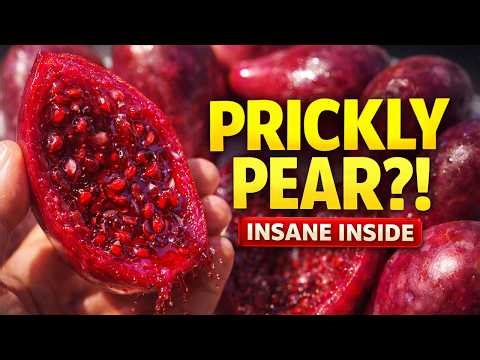Prickly Pear Fruit (Anar Phali) | Cactus Fruit Harvest Up Close