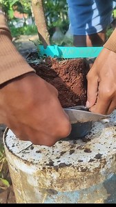 5 month mango on pot | Plants Propagation