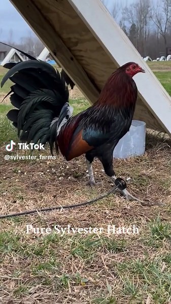 Pure Sylvester Hatch Gamefowl Breeding Tips