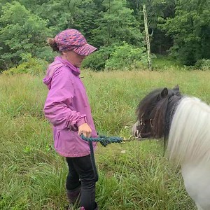 4 comments | Miniature stallion is getting rehomed! | Bailey's Walking-After-Midnight Farm | Facebook