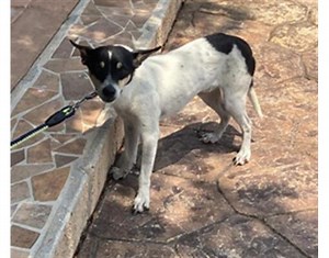 Naples, FL - Rat Terrier. Meet MICKEY a Pet for Adoption - AdoptaPet.com