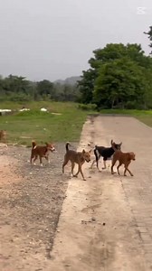 Dog version 🐕 | Beyond The Words