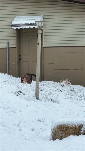 Understanding the Microbully Breed in 2026