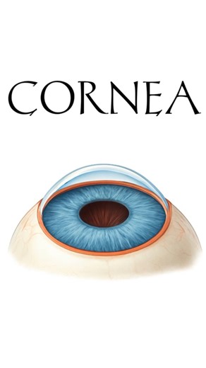 Cornea | Parts of Human Eye Explained #Eye #cornea