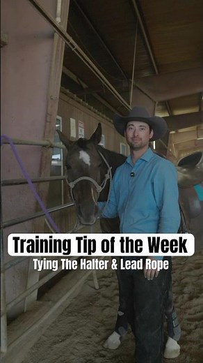Properly Haltering & Tying Your Horse #aqha #equestrianjourney #horselife #shorts #pnwhorsemanship