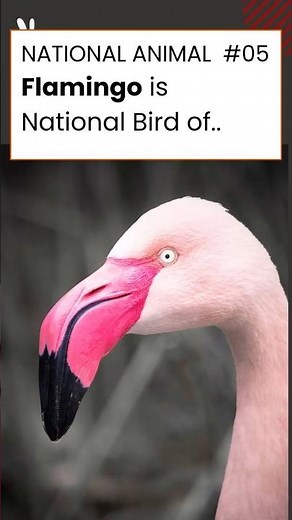 National Animal #05 - Flamingo - National Bird of Bahamas #nationalanimal #commonpeoplefornature
