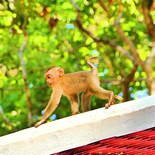 Exploring the World of Monkey Memes