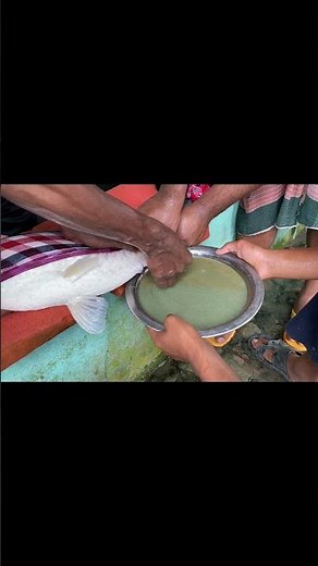 Simple Steps to Collect Fish Eggs and Semen