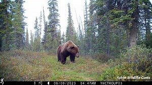 752K views · 10K reactions | Carry bear spray. Make noise. Hope the...