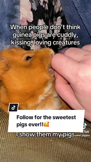 I’m so tired of hearing pigs are boring or they just sit there and don’t move. Or they are dumb. Poop everywhere. If you take the time and effort to fully engage with them everyday, work and play with them, train them, every piggie is capable of this. All they need is to feel loved and safe. #guineapig #guineapigsoftiktok #guineapigcare #fy #cutepets
