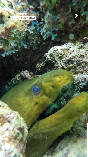 A Glimpse Into Life Beneath The Waves | Awesome Videos