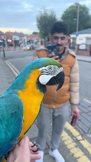 Talking Parrot Saying Hello | Cute Bird Videos