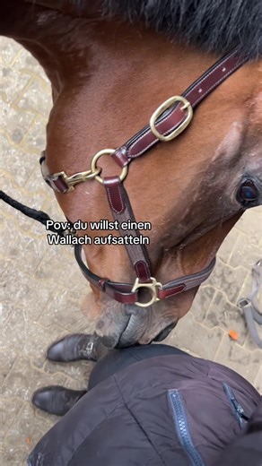 Understanding the Importance of Geldings in Equestrianism