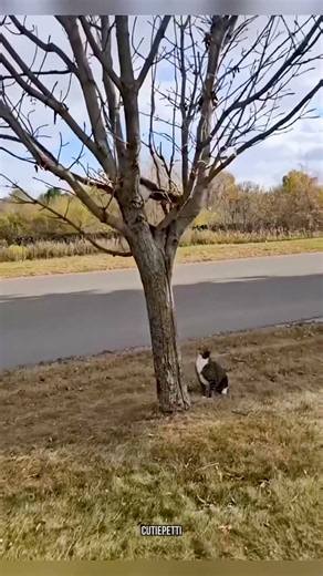 Cat's Worst Enemy Squirrel #funny #shorts #cute