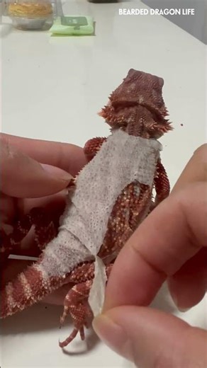 Helping My Bearded Dragon Remove Dry Shed Easily #shedding #beardeddragon #removal #asmr