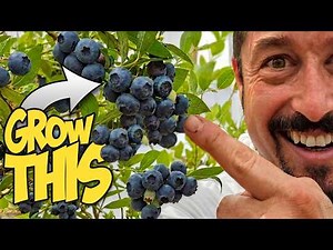 How to Grow Blueberries at Home — Everything I Wish I Knew
