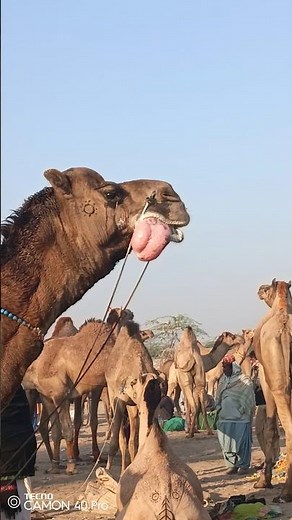"Camel Making a Bellowing Sound with Tongue Out Natural Behavior