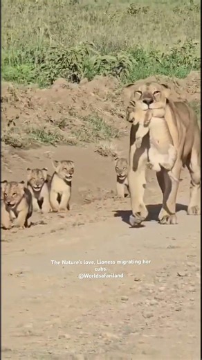 The love ❤️ of female Lioness nature mother 👩 migrating her cubs . #bigcatswildlife #africansafari