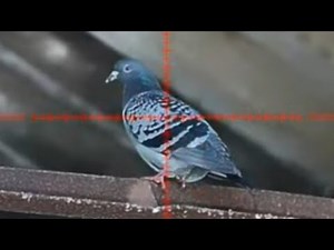 PIGEON SHOOTING - HIK ALPEX - Air Arms S510 Ultimate Sporter