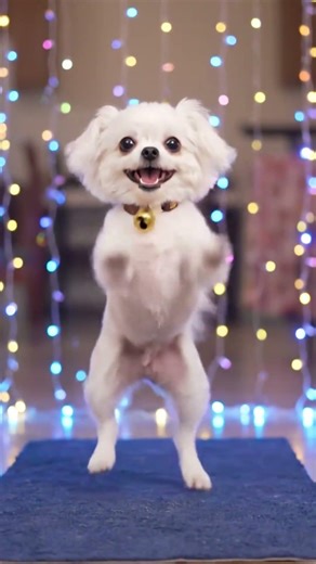 This dog dances every time music starts 💃