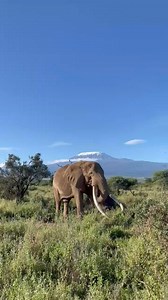 4.1K views · 141 reactions | You can never mistake these two Africa's...