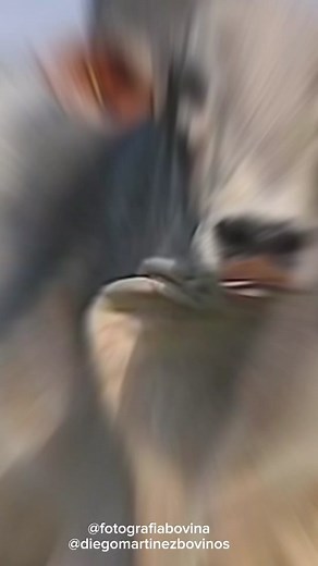 Brahman Cow: The Humped Wonder of the Cattle World